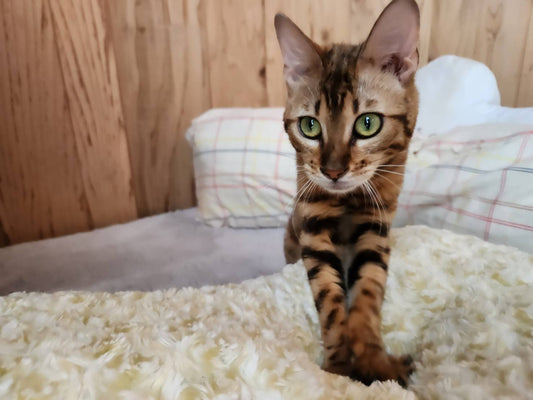 モールちゃん♀