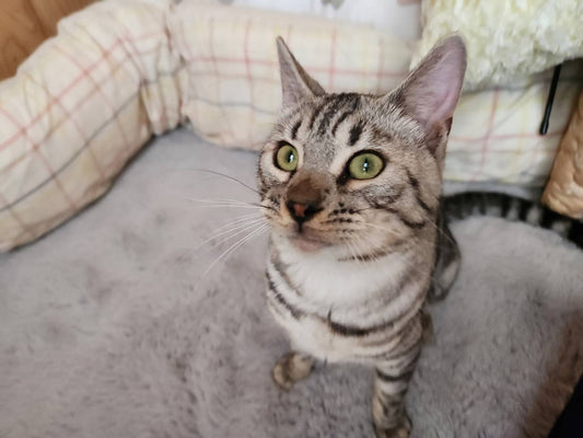 マックスくん♂