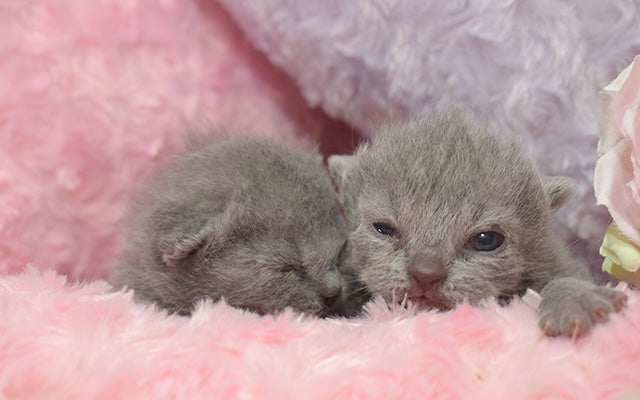 シャルトリュー｜【公式】キャッテリーサンセン ｜大阪府堺市の