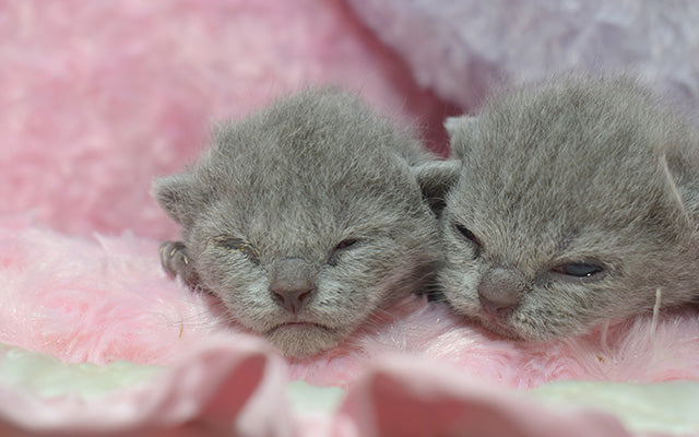 シャルトリュー