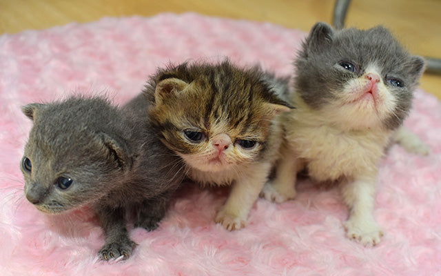 エキゾチックショートヘア