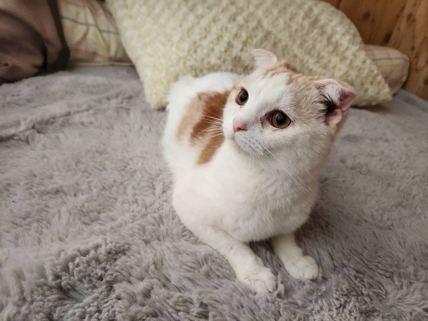 チャッピーくん♂